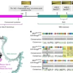 Pm4 gain-of-virulence