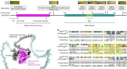 Pm4 gain-of-virulence
