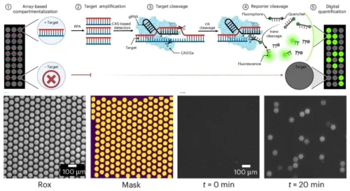 digital SHERLOCK assays