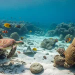 Ocean Exploration