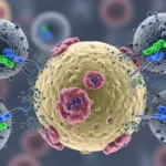 T-cells attacking a leukemia cancer cell