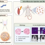 Click-crosslinked nanogels