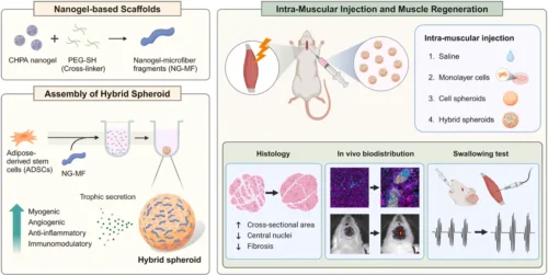 Click-crosslinked nanogels