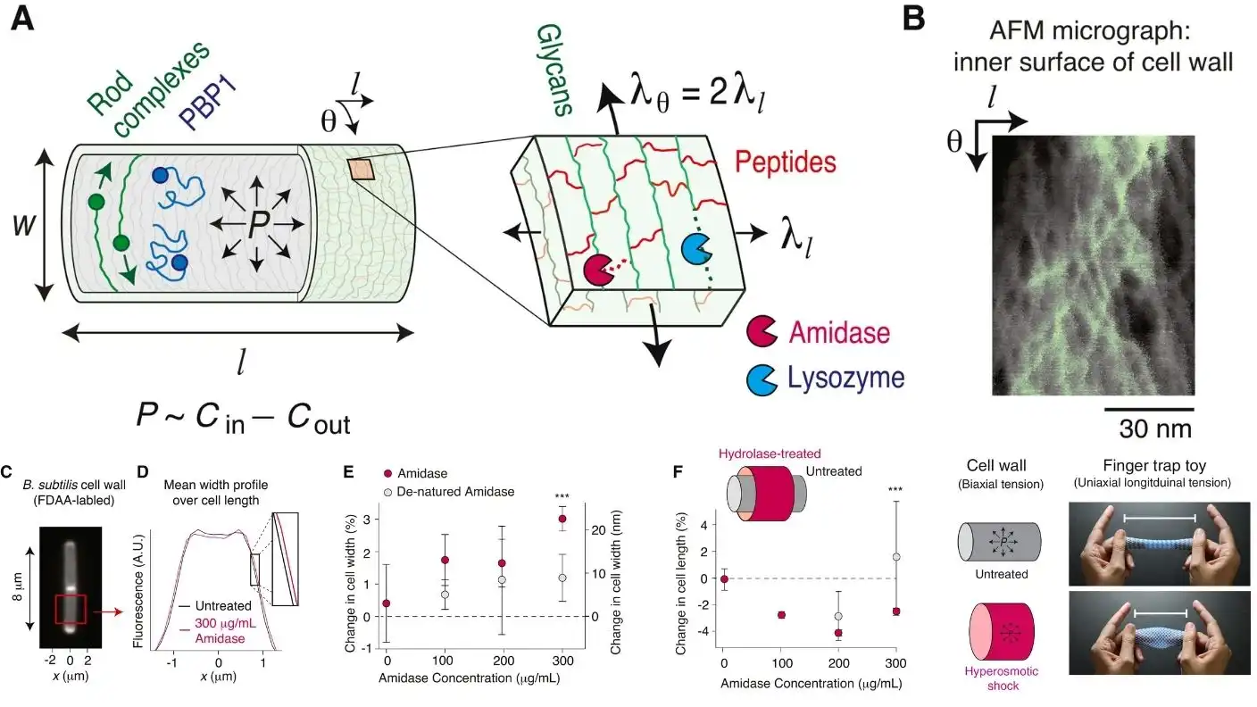 Exogenous peptide