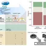 Hypothesized relationships