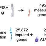 Whole-embryo spatial
