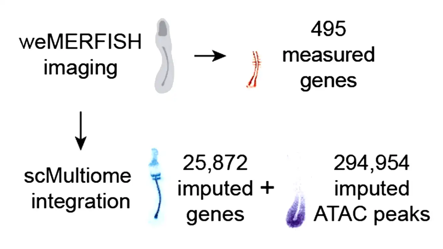 Whole-embryo spatial