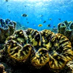 coral reef
