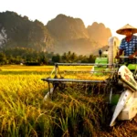 rice harvester